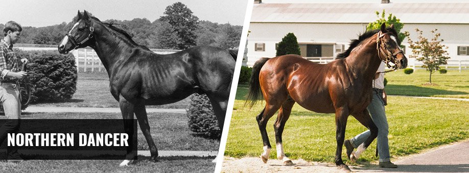 Legendary Race Horses